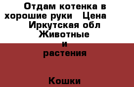 Отдам котенка в хорошие руки › Цена ­ 1 - Иркутская обл. Животные и растения » Кошки   